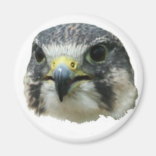 Peregrine Falcon Magnet
