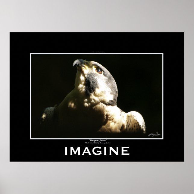 PEREGRINE FALCON Motivierend Poster (Vorne)