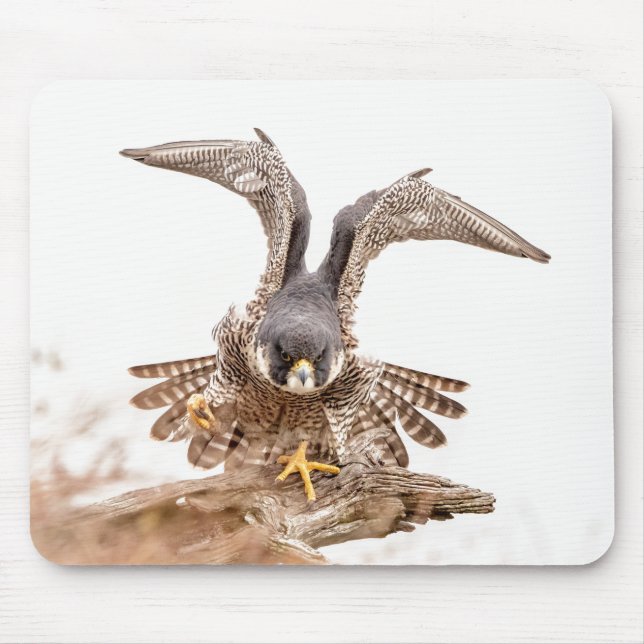 Peregrine Falcon Mousepad (Vorne)