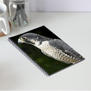Peregrine Falcon Nature Foto Notizblock