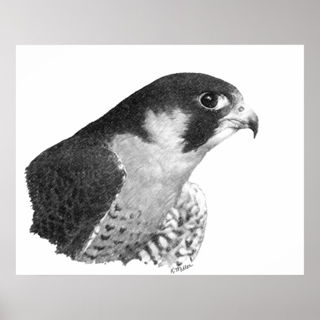 Peregrine Falcon-Pencil Poster (Vorne)