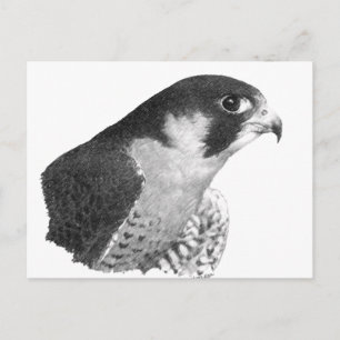 Peregrine Falcon-Pencil Postkarte