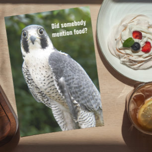Peregrine Falcon Photo Drôle carte d'anniversaire