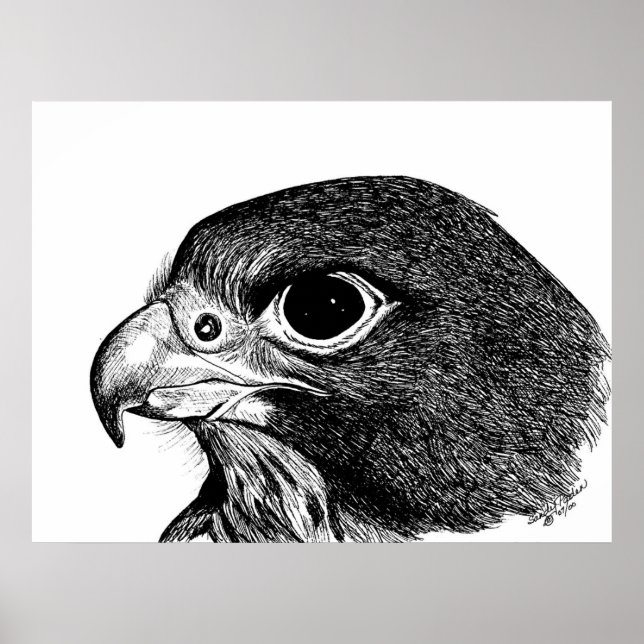 Peregrine Falcon Poster (Vorne)