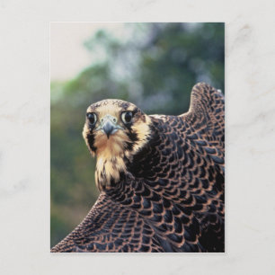 Peregrine Falcon Postkarte