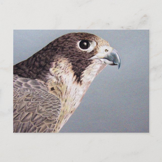 Peregrine Falcon Postkarte (Vorderseite)