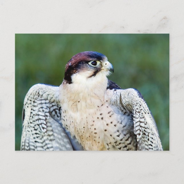 Peregrine Falcon Postkarte (Vorderseite)