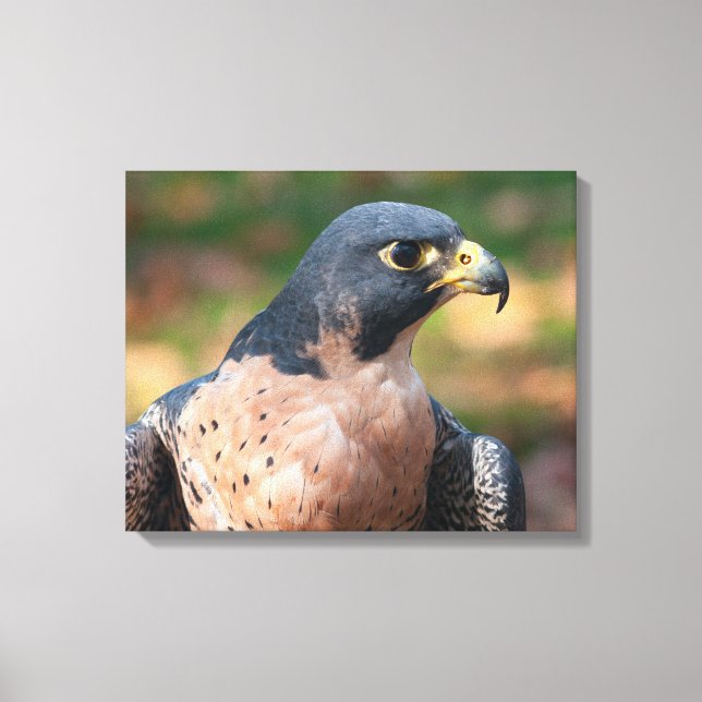 Peregrine Falcon Profil Leinwanddruck (Vorderseite)