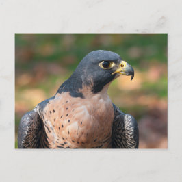 Peregrine Falcon Profil Postkarte