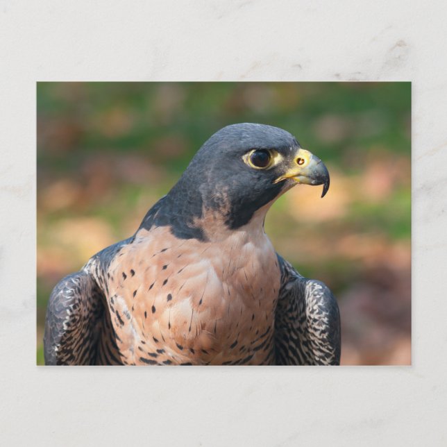 Peregrine Falcon Profil Postkarte (Vorderseite)