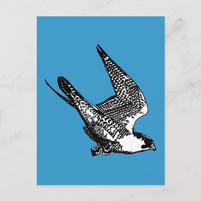 Peregrine Falcon Sketch Postkarte (Vorderseite)
