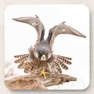 Peregrine Falcon Untersetzer