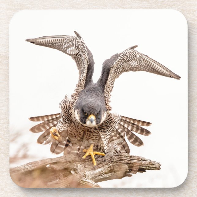 Peregrine Falcon Untersetzer (Vorderseite)