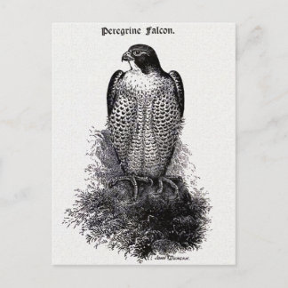 Peregrine Falcon Vintag Bird Illustration Postkarte