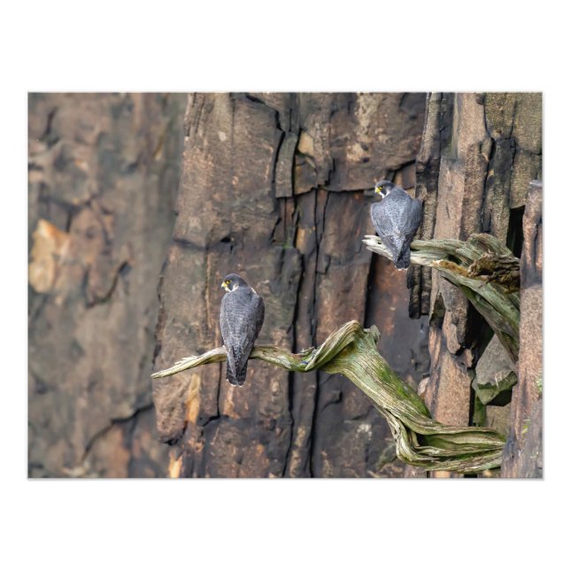 Peregrine Falcons On The Rocks Fotodruck (Vorne)