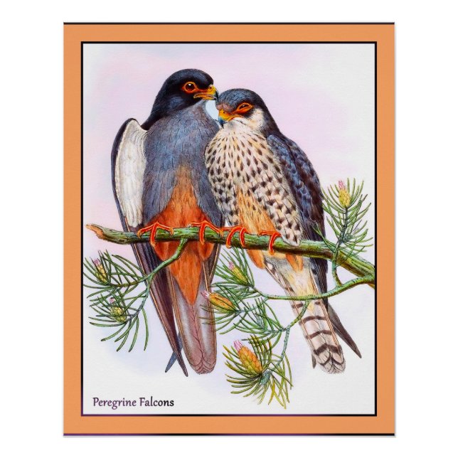 Peregrine Falcons Poster (Vorderseite)