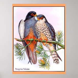 Peregrine Falcons Poster