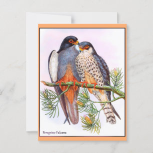 Peregrine Falcons Postkarte