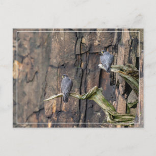 Peregrine Falken auf den Felsen Postkarte