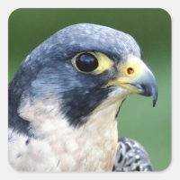 Peregrine Falken Face Foto