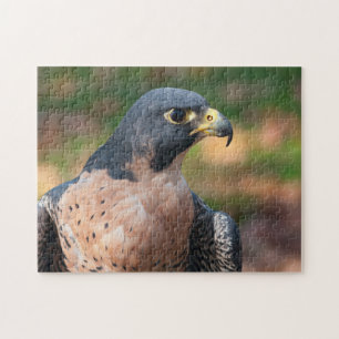 Peregrines Falcon-Profil