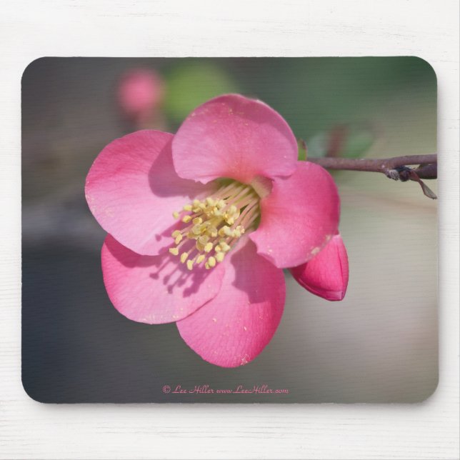 Perfect Pink Flowering Quince Mousepad (Vorne)