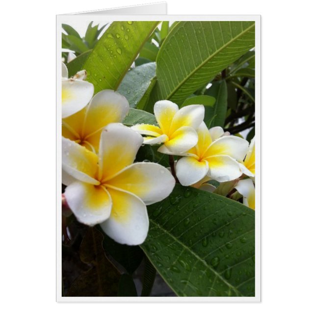 Perfect Plumeria (Vorne)