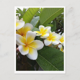 Perfect Plumeria Postkarte