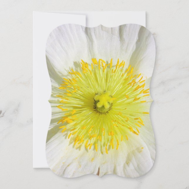 Perfekt Poppy (Vorderseite)