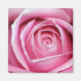 Perfekt Rosa Rose Magnet