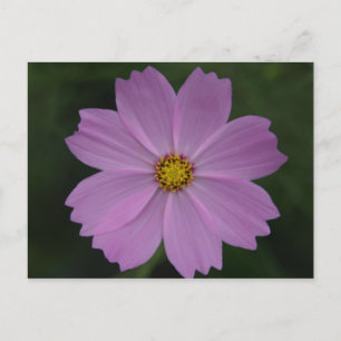 perfekte Blume Postkarte