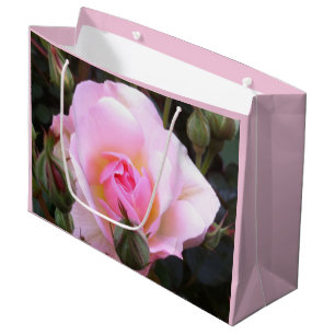 Perfekte Englische Pink Rose in Großformat Große Geschenktüte
