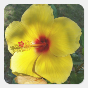 Perfekte Gelbe Hibiskus Blume, viereckiger Aufkleb Quadratischer Aufkleber