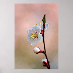 Perfekte japanische Apricot-Blume Poster