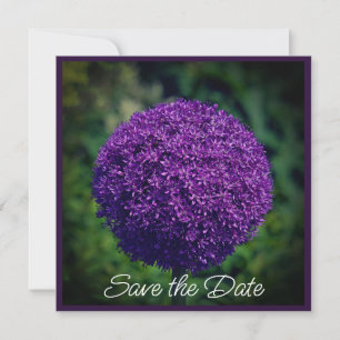 Perfekte Lila Allium Blume Save the Date