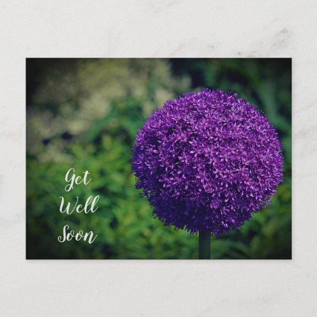 Perfekte Lila Allium Blume wird bald gut. Postkarte (Vorderseite)