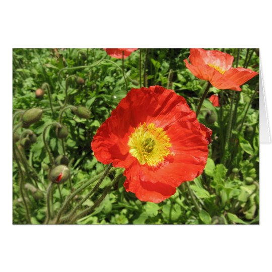 Perfekte Mohnblumen Karte