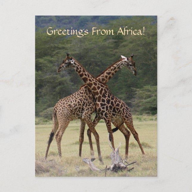 Perfekte Partner - Postkarte (Vorderseite)