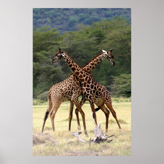 Perfekte Partner - Print Poster (Vorne)