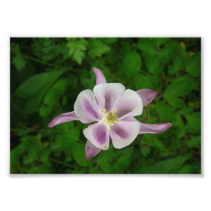 Perfekte rosa Blume Fotodruck