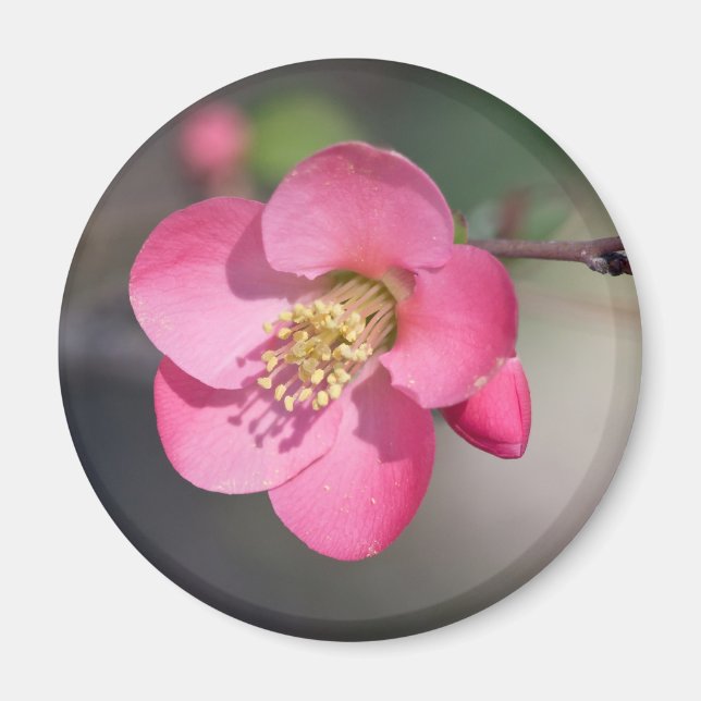 Perfekte rosa Blütenquitte Magnet (Vorne)
