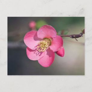 Perfekte rosa Blütenquitte Postkarte