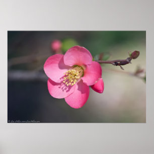 Perfekte rosa Blütenruhe Poster