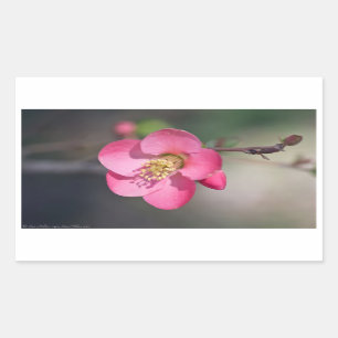 Perfekte rosa Blütenruhe Rechteckiger Aufkleber