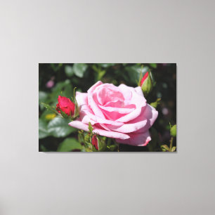 perfekte rosa Rosa Blume und Knospen Foto Kunstwer Leinwanddruck