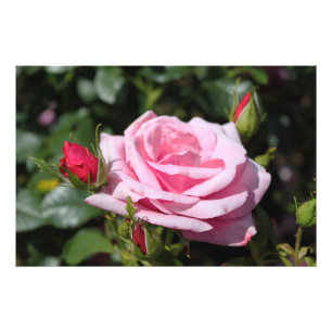 perfekte rosa Rosenblume und Knospe Foto Kunstwerk