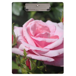 perfekte rosa Rosenblüte und Knospen. Liebe, frei Klemmbrett