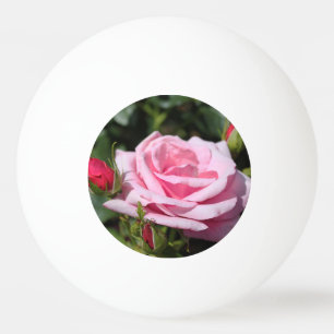 perfekte rosa Rosenblüte und Knospen. Liebe, frei Tischtennisball