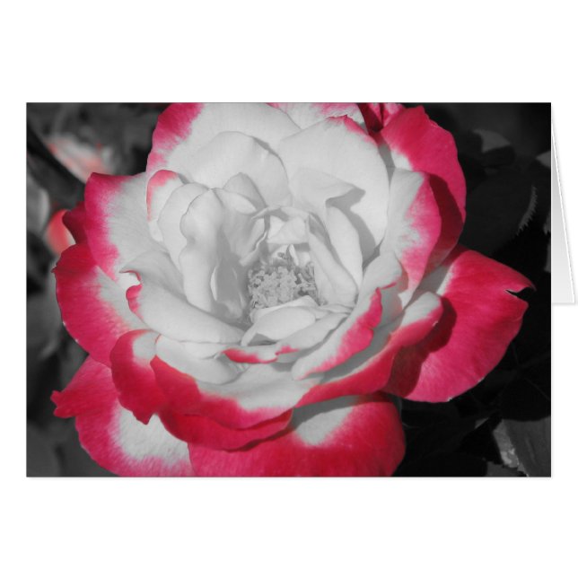 Perfekte Rose (Vorderseite (Horizontal))