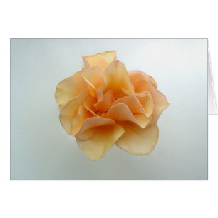 Perfekte Rose